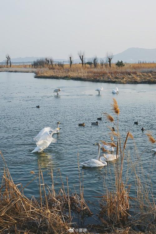 2、天鹅湖生态旅游景区