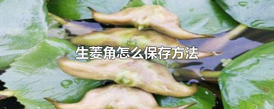 ​生菱角能保存多久 菱角怎样保存时间长