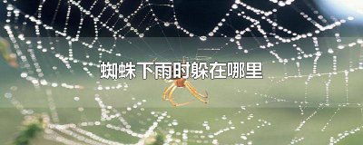 ​下雨前蜘蛛都逃到哪儿去了 下雨之前蜘蛛逃到哪去了呢?