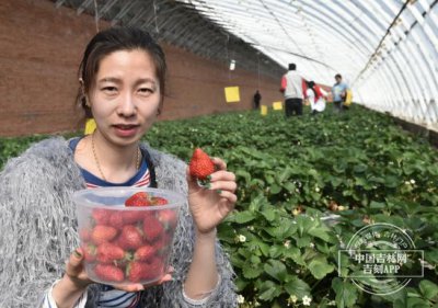 ​十年的榆树直径多少钱一斤_十年的榆树有多粗