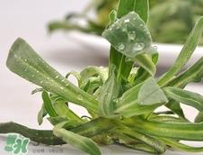 面条菜是发物吗?面条菜孕妇可以吃吗?