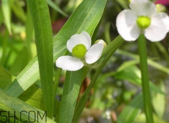 慈菇什么时候种？慈菇什么季节有