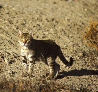 ​为啥说爱动物就不要养猫，更不要收养流浪猫？