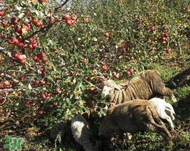 野苹果可以吃吗？野苹果怎么吃法？